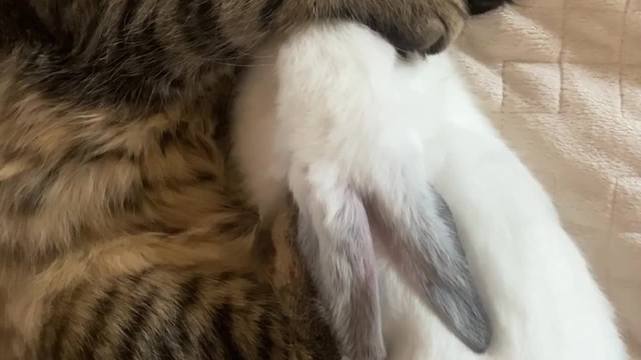 Cute Bunny And Cat Are Sleeping Together