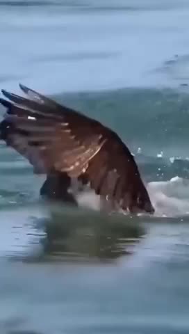 How to watch prey from a distance and launch forcefully