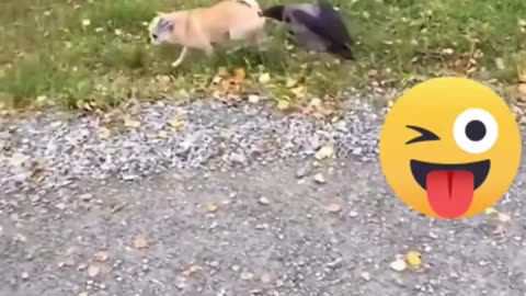 Dog funny video 😂😂