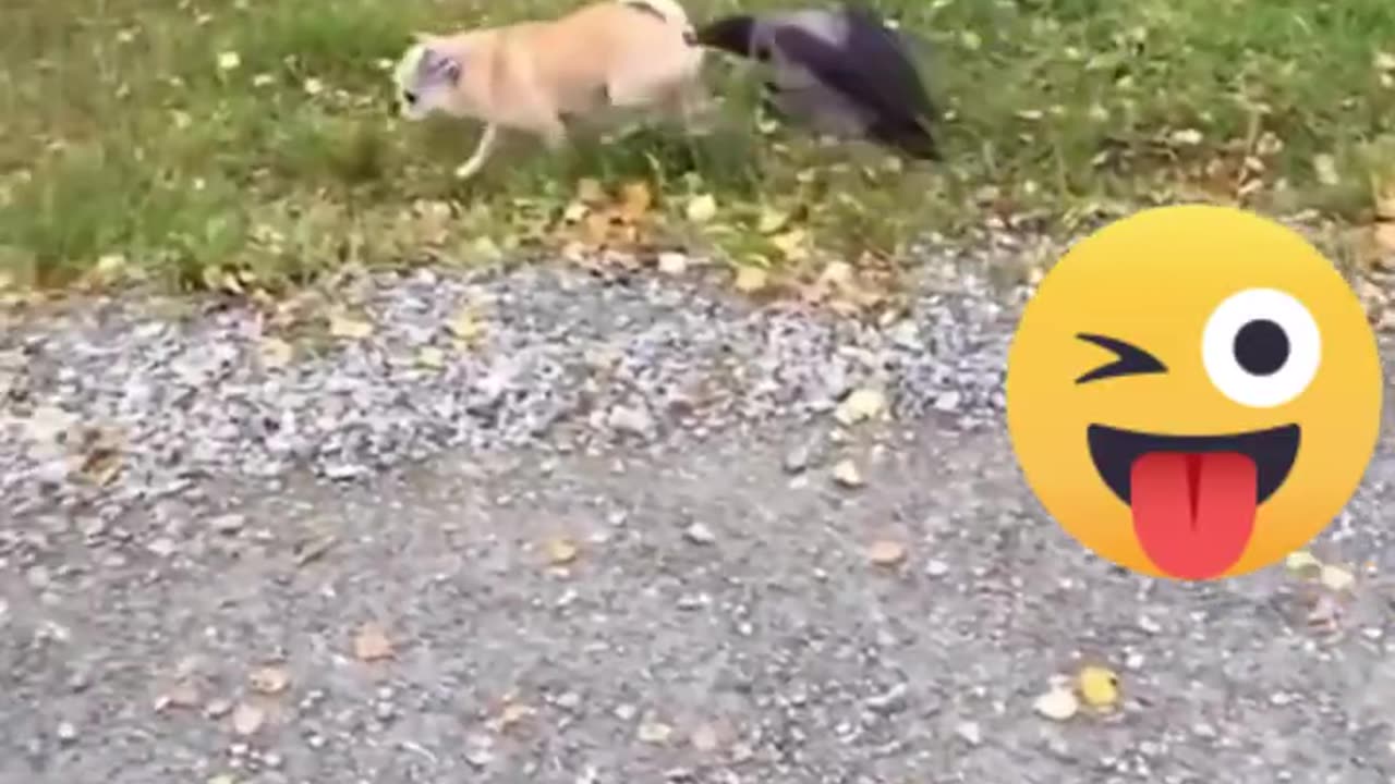 Dog funny video 😂😂