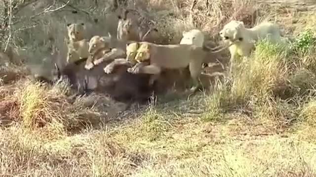 A dozen lions hunt a buffalo