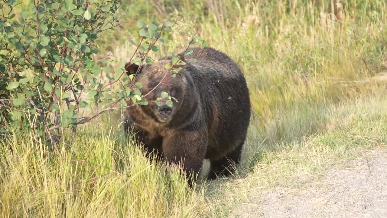 22 after releasing her four cubs in May.