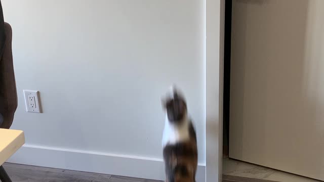 Cat Turns on Light