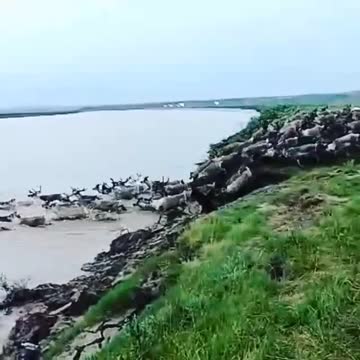 A deer went for a swim