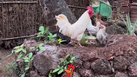 कोंबडा ढाकून ठेवा 🐓