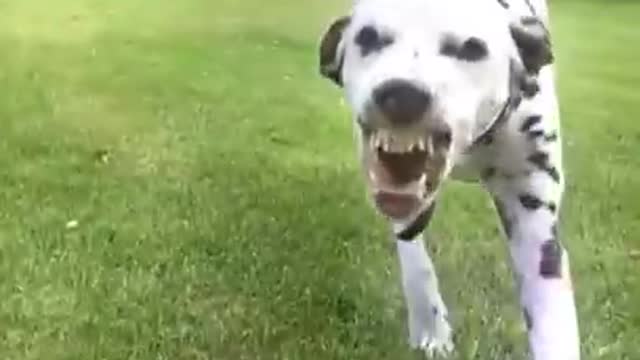 Cute and funny Dog 95