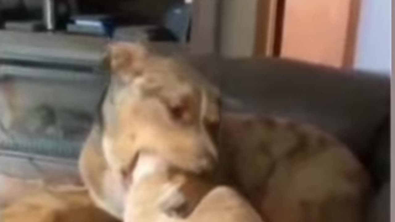 Dog try eat a cat for fun