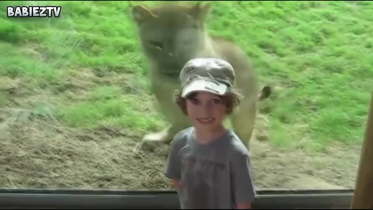 Kid doesn't know that tiger is behind him