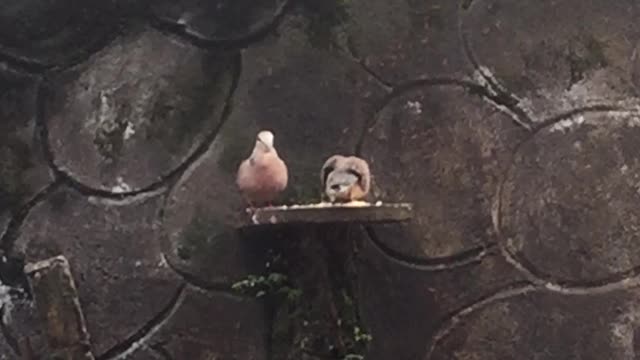 Pigeons eating food