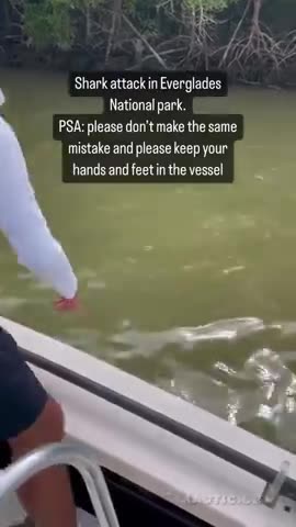 Shark Pulls Fisherman Overboard in Florida