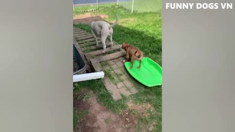 Funny animal videos