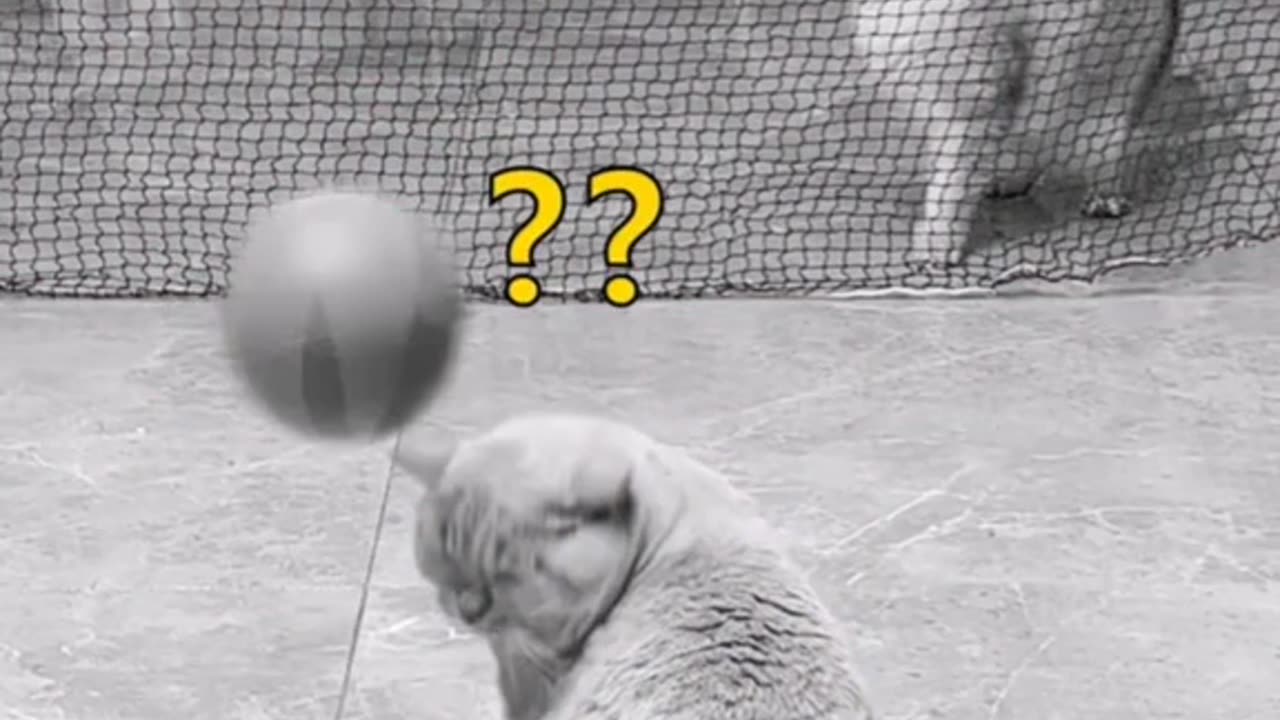 Funny Cats Video