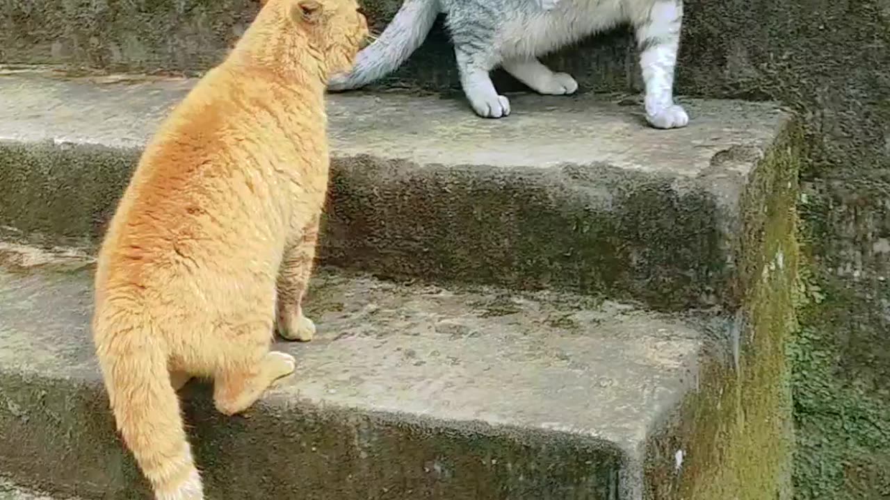 Cats fight i aggresively