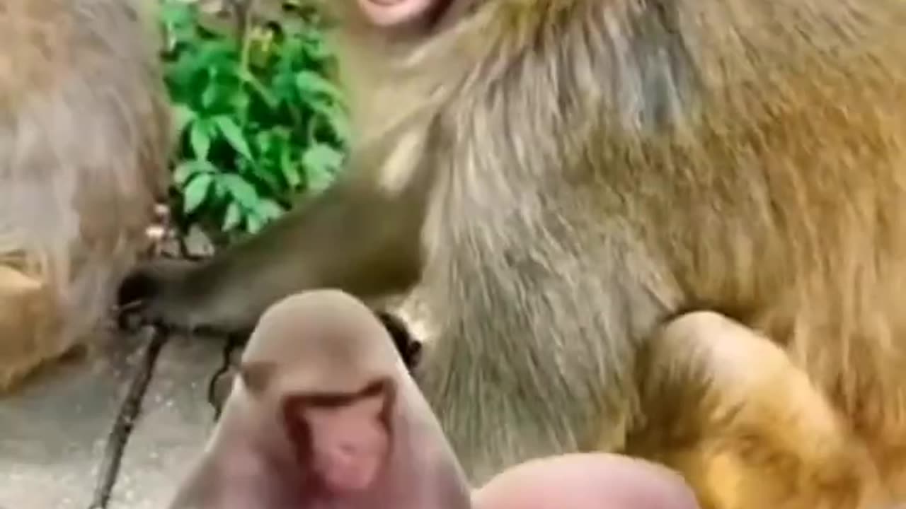 Monkey Funny play child