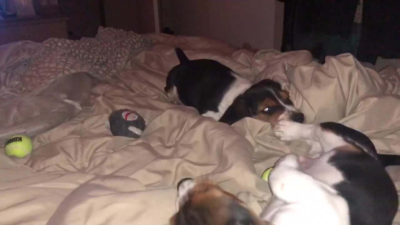 Charlie & Chloe 1st night, video 3