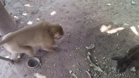 Monkey vs Dog Monkey very funny video