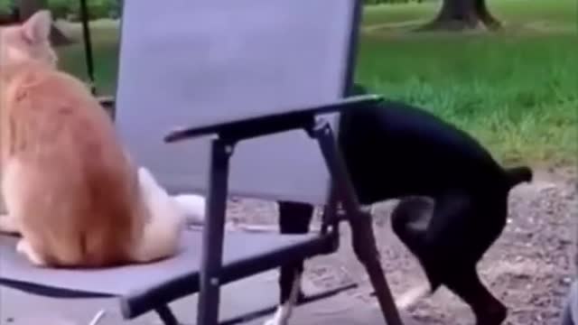 THE BEST OF SMART, CUTE AND FUNNY ANIMAL VIDEOS