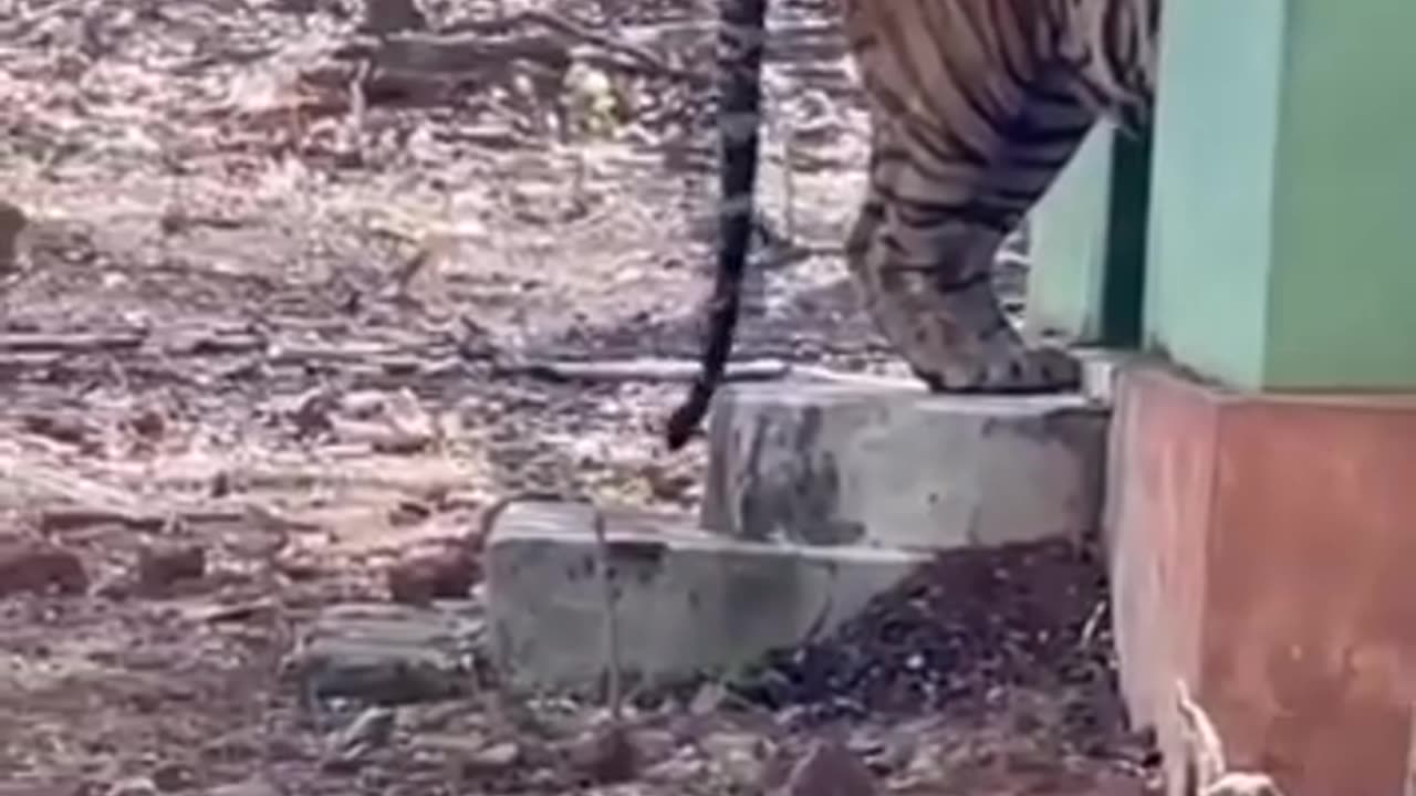 TIGER ❤❤💖
