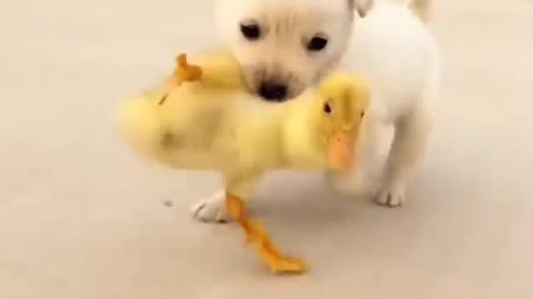 Puppy and ducklings