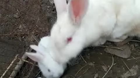 Rabbit #masti video