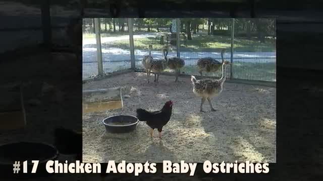 Funny News Center: Photos Proving That Hens Are The Best Moms In The Animal