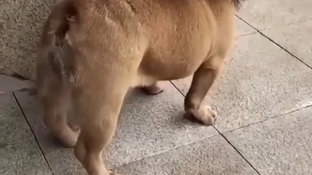 🤣Funny dog video🤣/#shorts