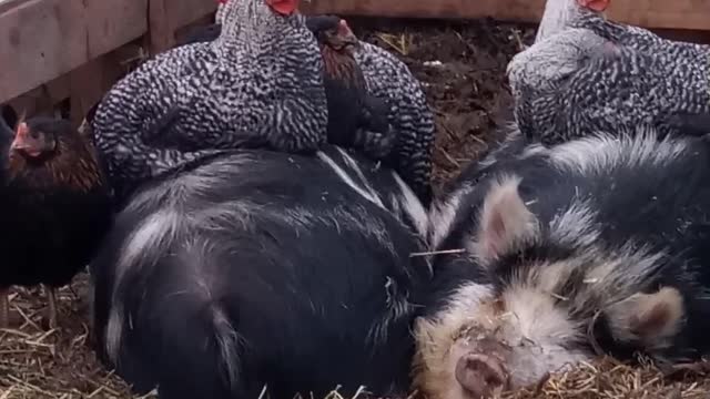 Nap Time Buddies