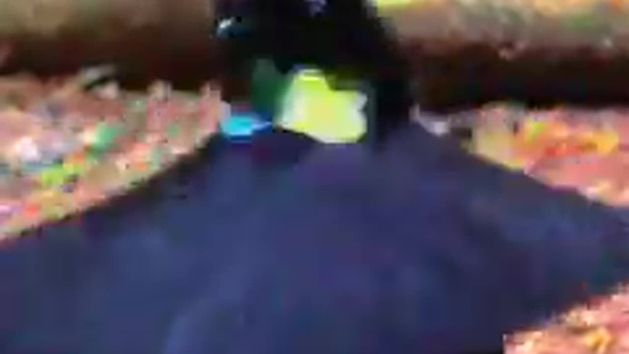dancing bird