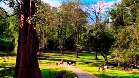 Discovering Paradise: Nadukani Estate in Wayanad, Kerala 🌿✨