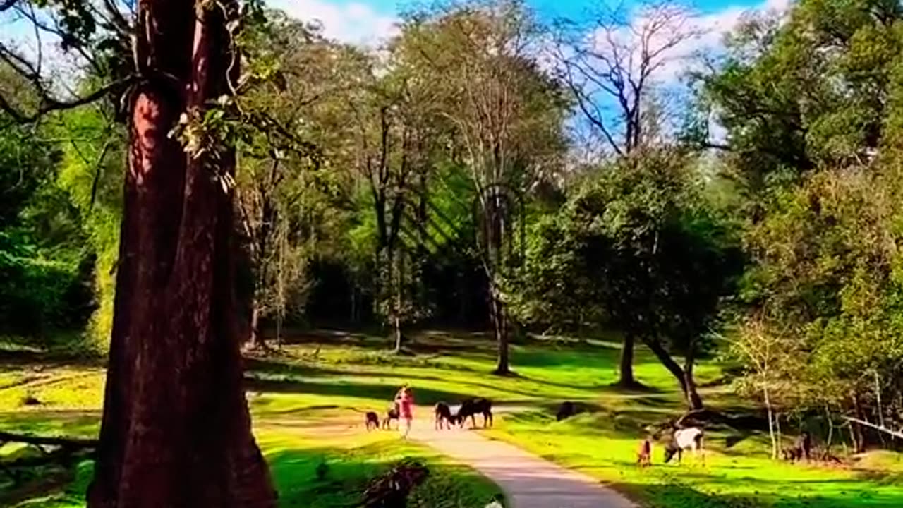 Discovering Paradise: Nadukani Estate in Wayanad, Kerala 🌿✨