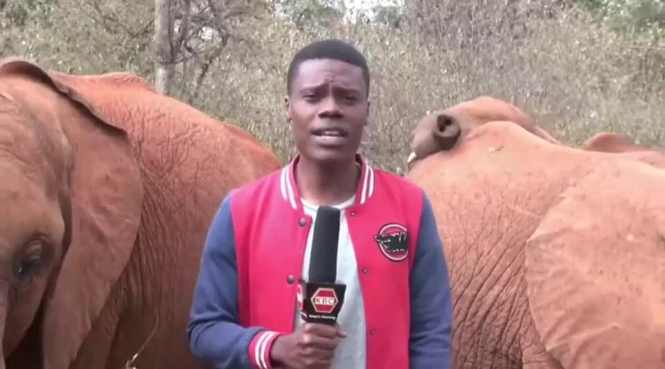 Baby elephant disrupting a TV reporter is the best part of today