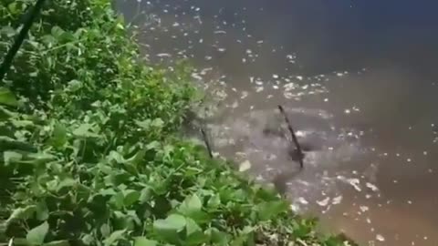 This is a beautiful and charming water-dwelling species