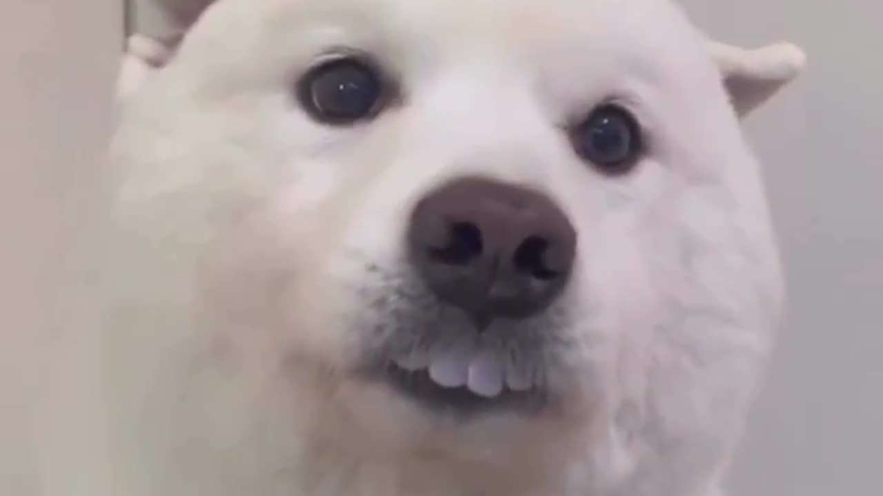 Dog funny video