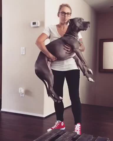 This dog doesn't give a f**k