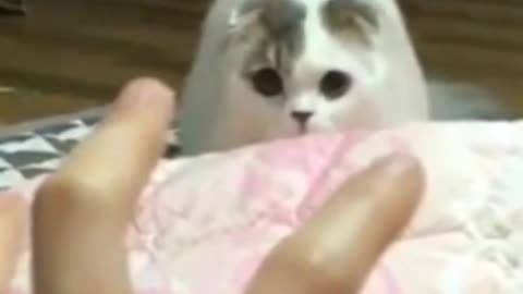 Vicious Cat Attack!