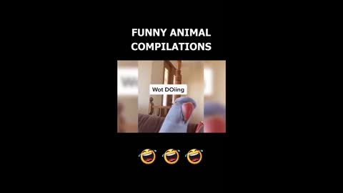 Cats Funny Videos - Cute Cats - Crazy Cats S2 S2 S2