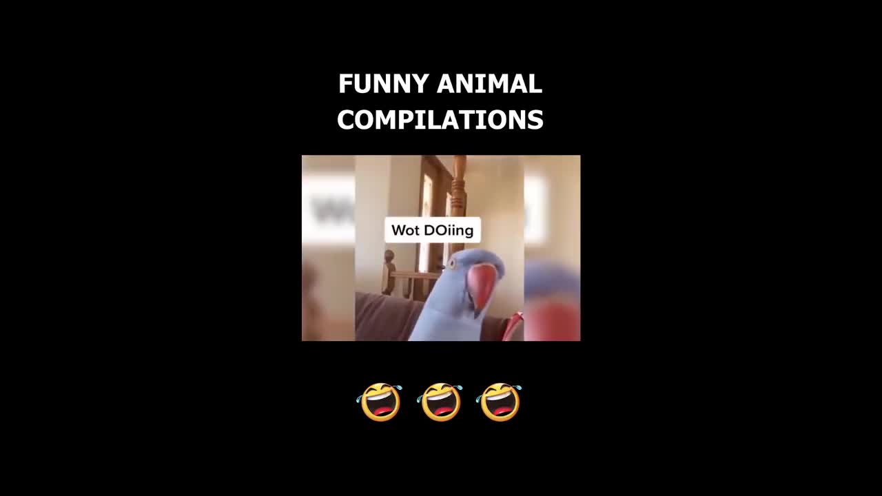 Cats Funny Videos - Cute Cats - Crazy Cats S2 S2 S2
