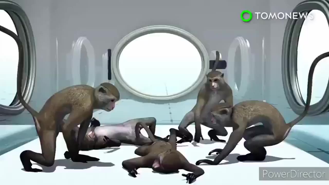 Monkey Hybrids 🙈🙉🙊