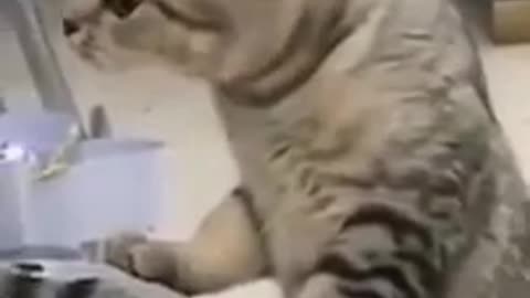 💗💜Funny cat and dog compilation 2 short video💜💗