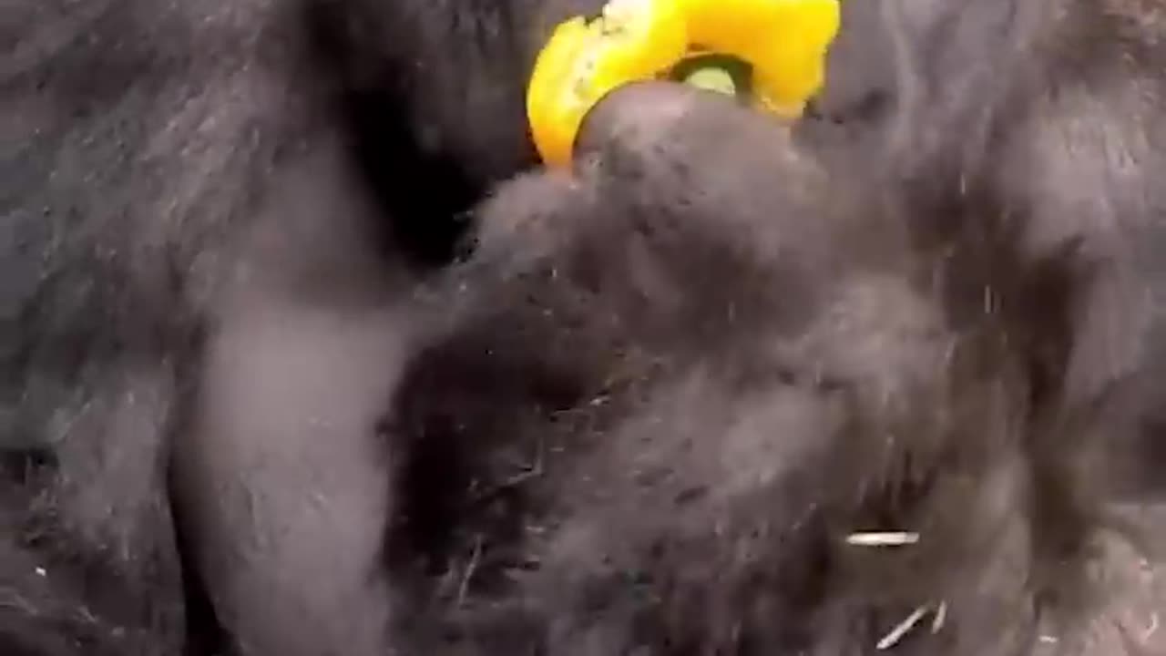 Funny cats and dogs - Funny animal