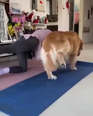 yogadog