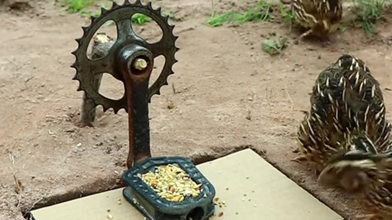 Create Amazing Bird Trap - DIY Quail Trap #shorts