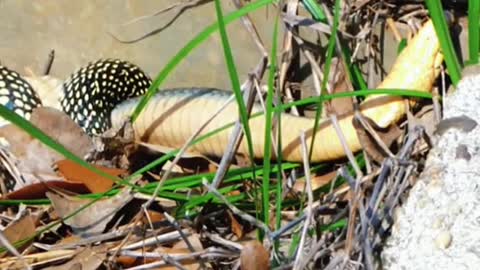 Snake eats snake😱 #wildanimals #snake #snakesoftiktok #animals