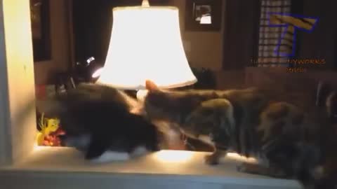 Cat fight funny cat