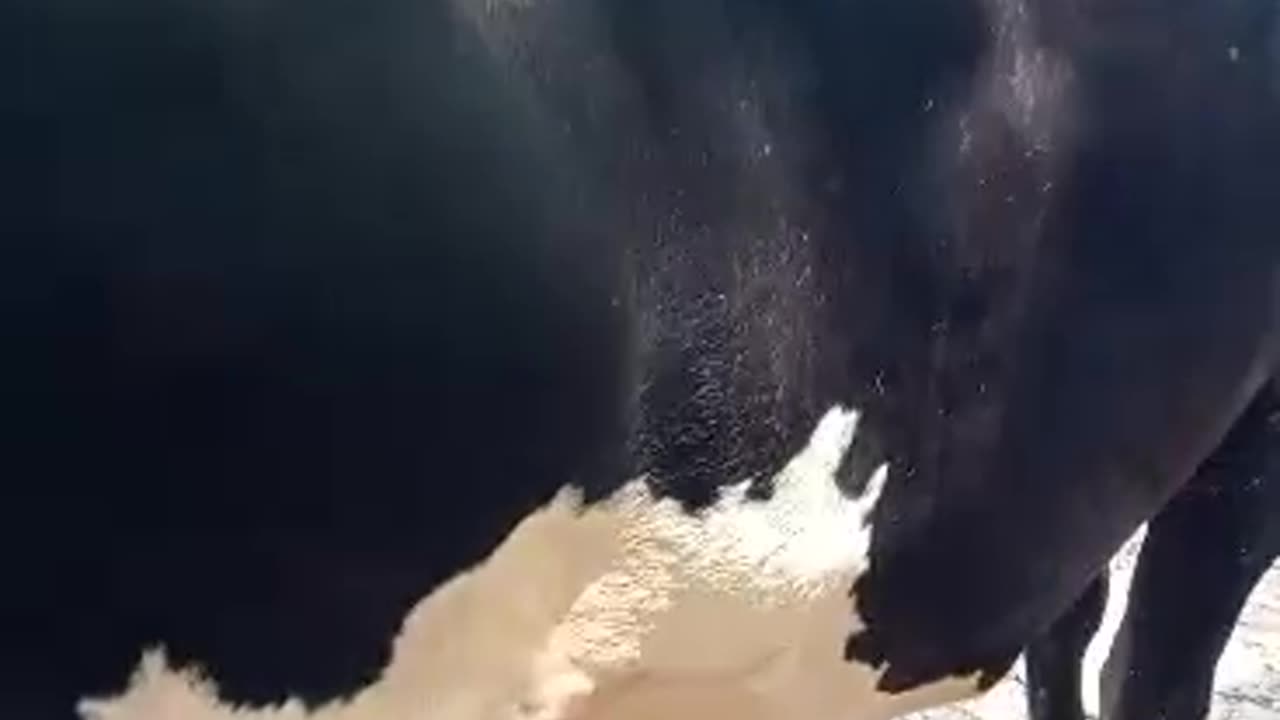 Beautiful Cow with Cute Baby