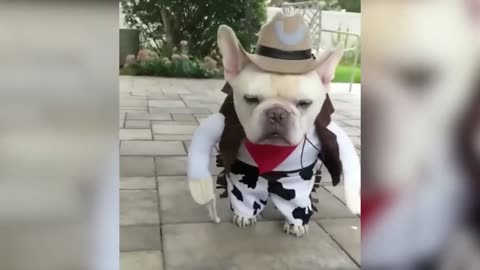 Funny Animal Videos