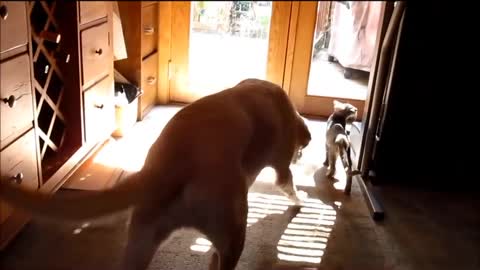 Denver Playing With the Kittys
