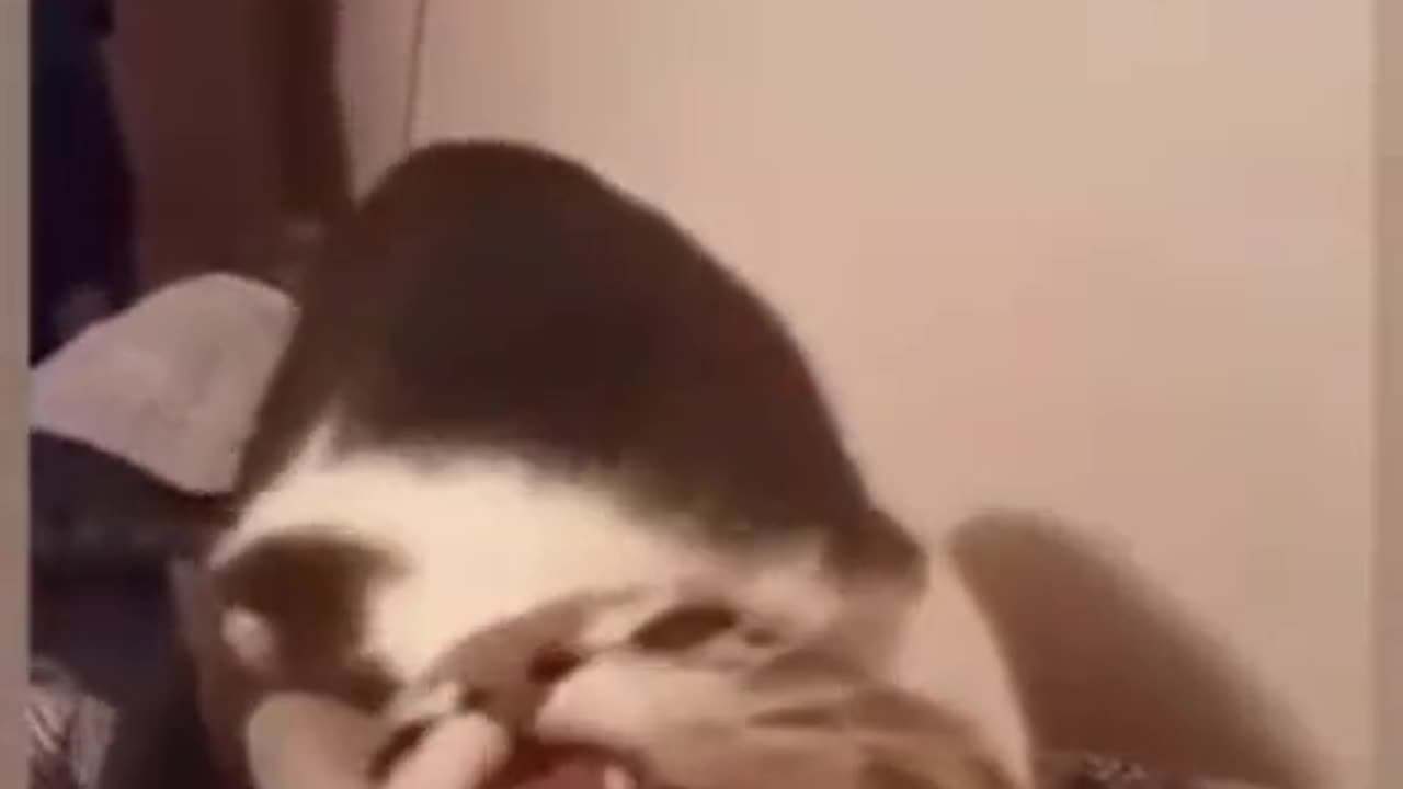 Funny animals 11