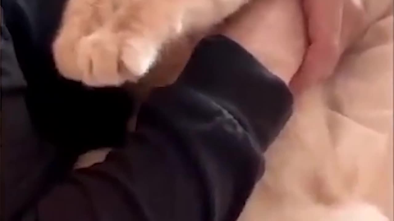 Funny Animal Videos Of The Day 002! 😂😂 #memes #fyp #animals #dankmemes