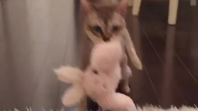 Aihao cat